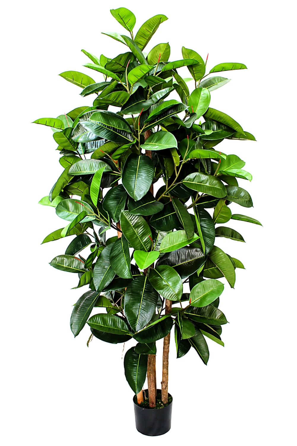 Pre-order Ficus Kunstplant Elastica 180cm