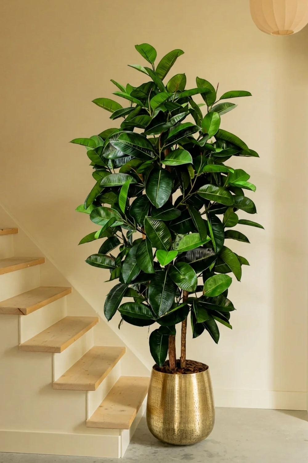 Pre-order Ficus Kunstplant Elastica 180cm
