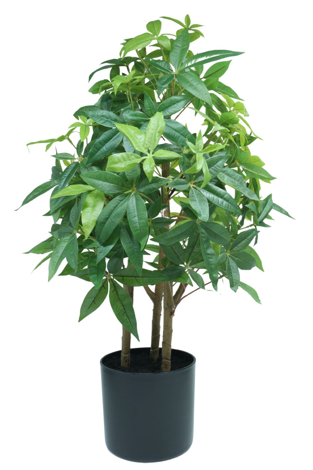 Pachira Kunstplant 70cm - prettyplants