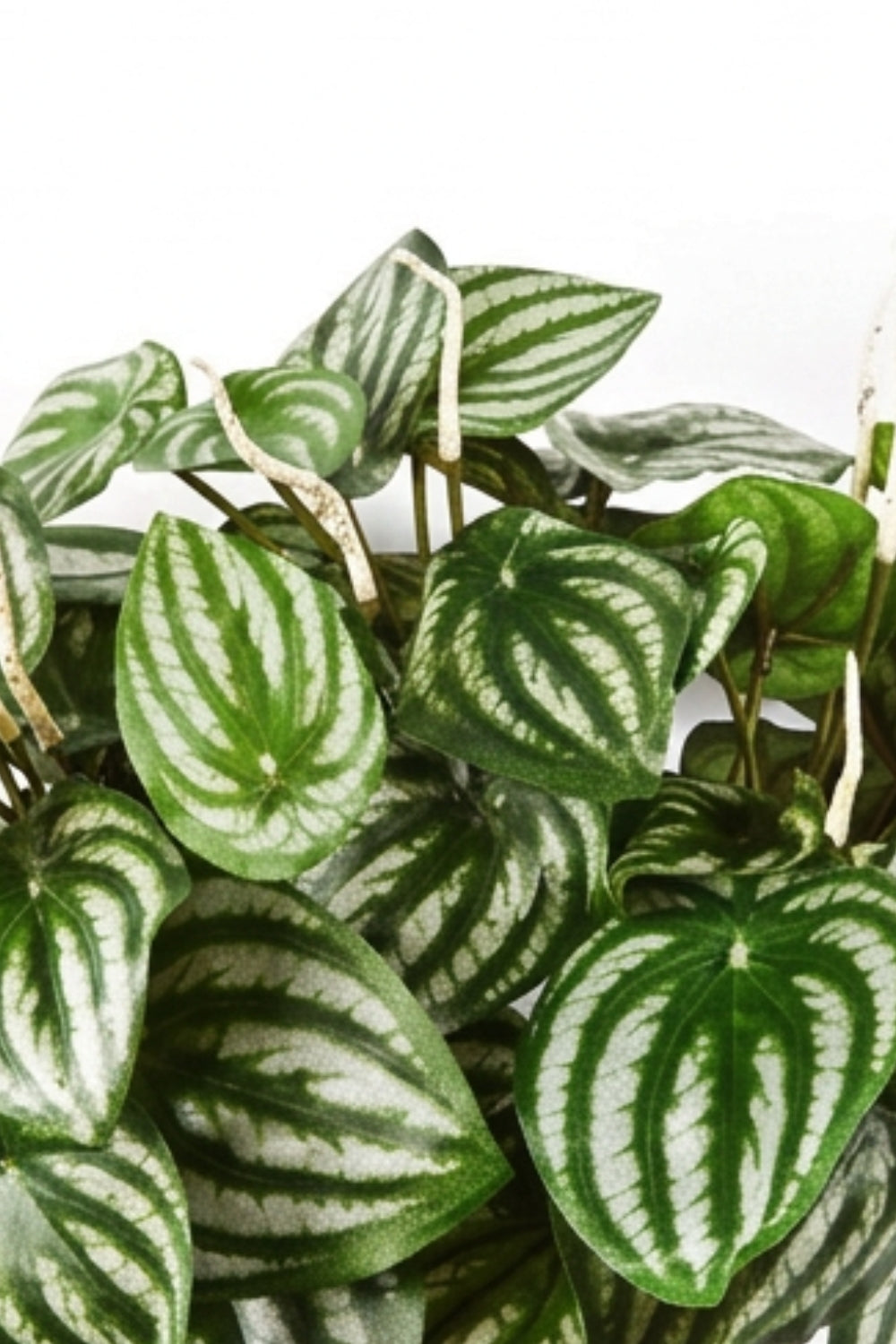 Peperomia Kunststeker 30cm