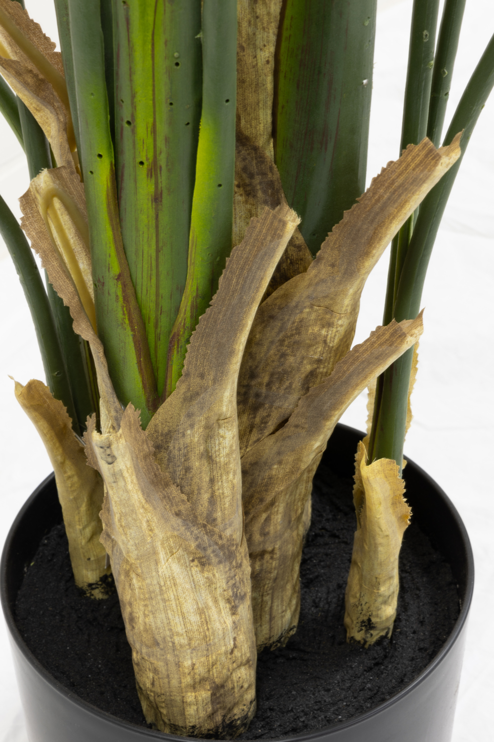 onderkant strelitzia 210cm