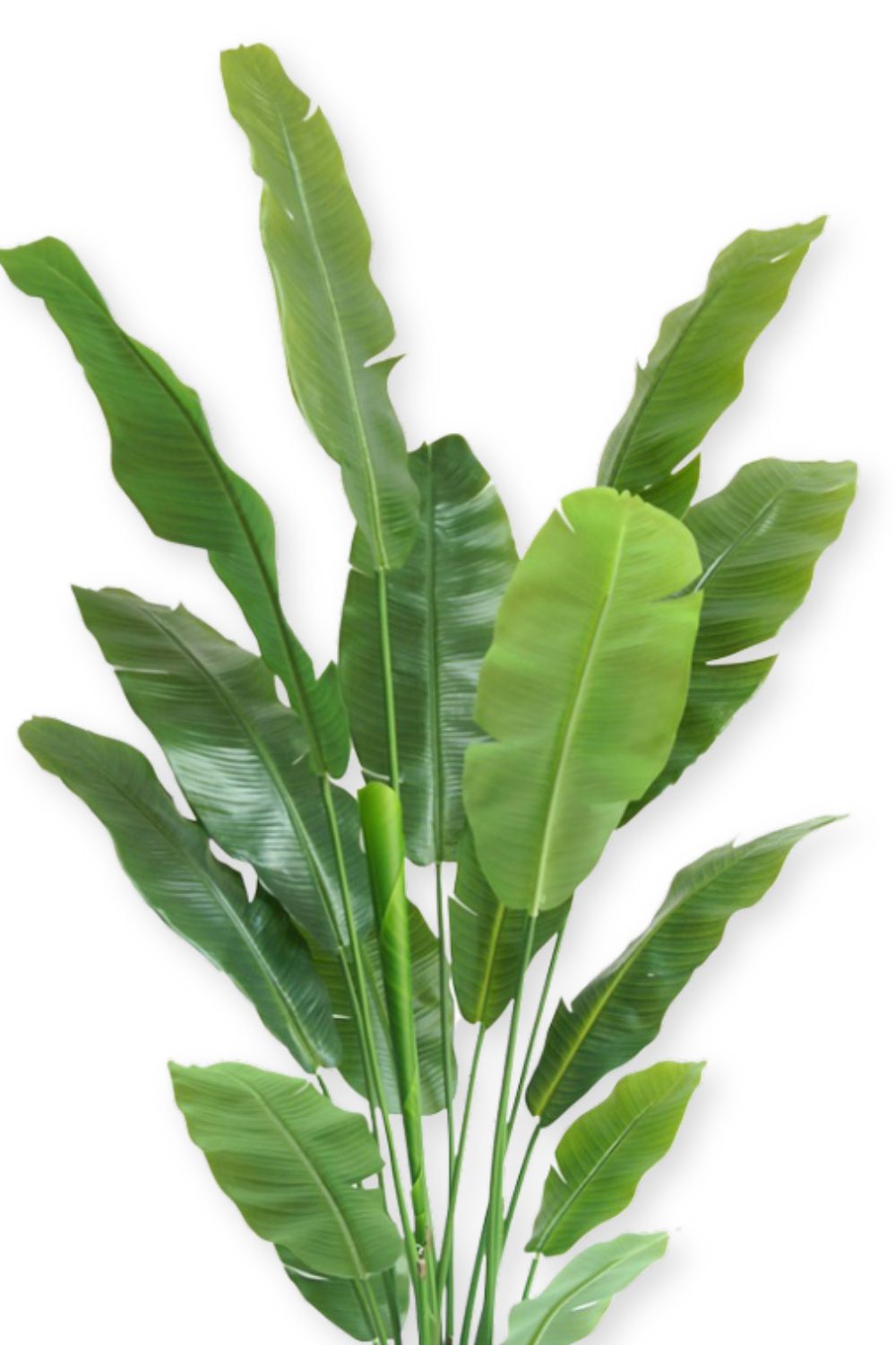 bovenkant strelitzia kunstplanten 180cm