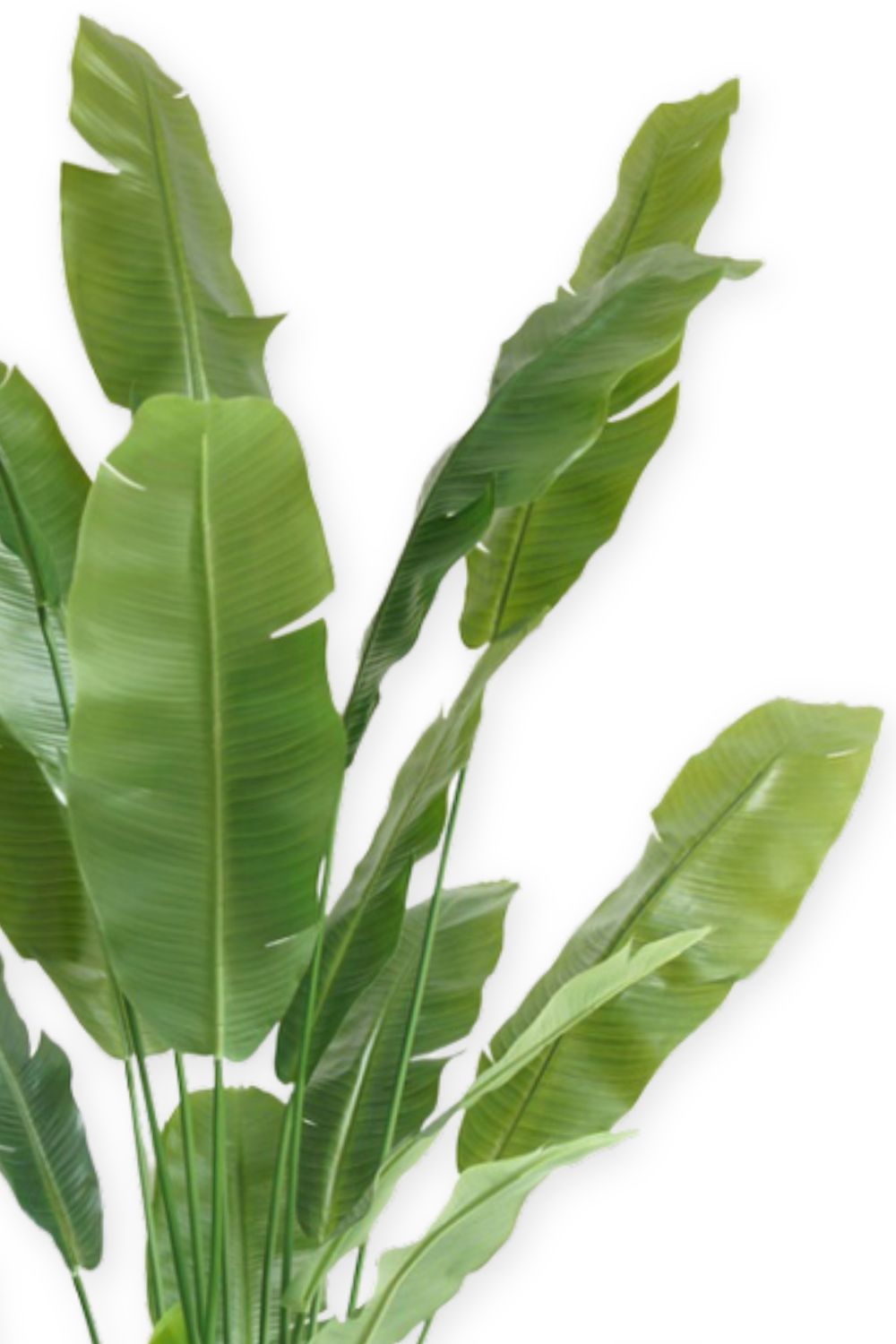 details strelitzia kunstplant 210cm