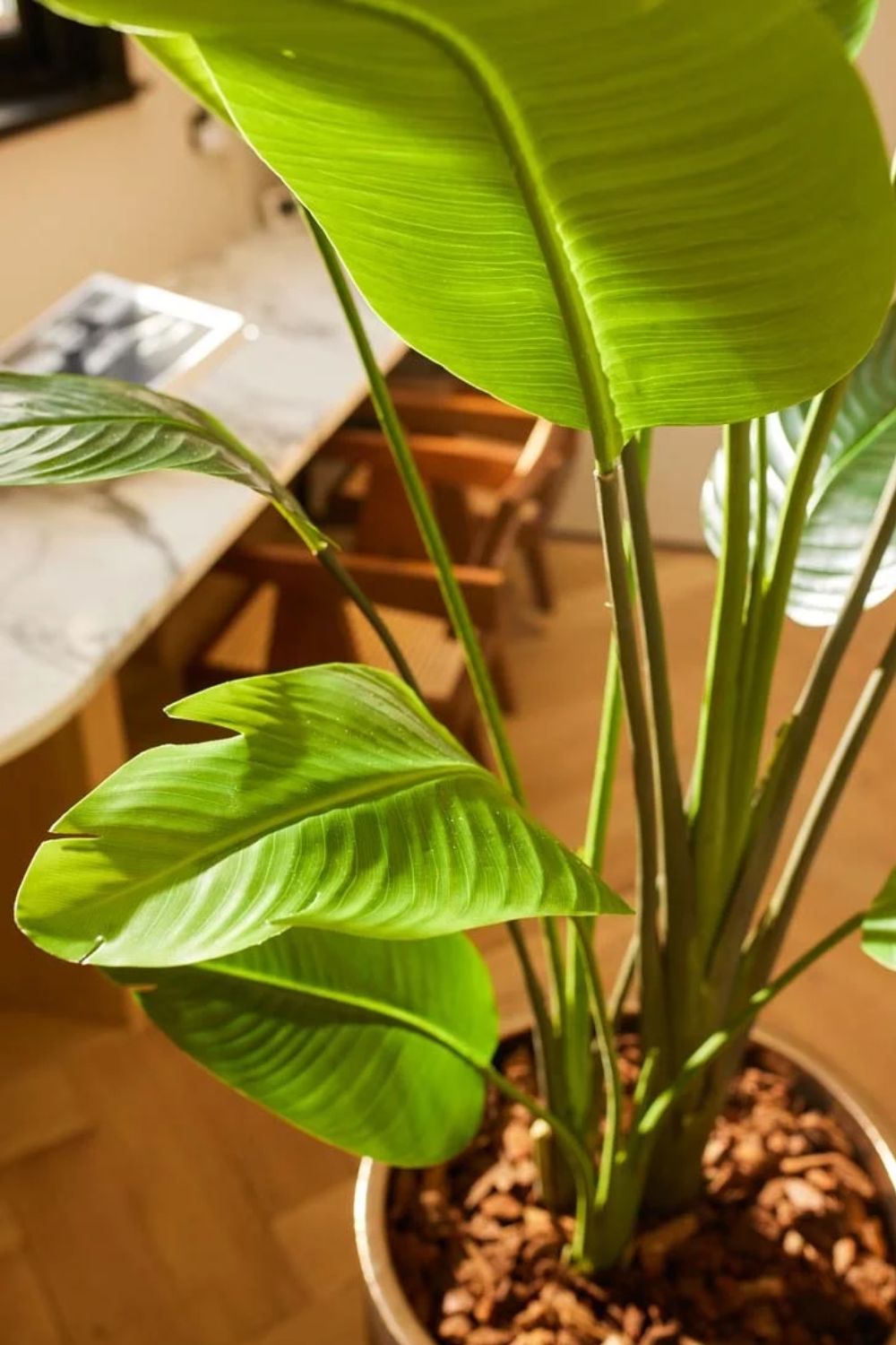 Strelitzia Kunstplant 180cm