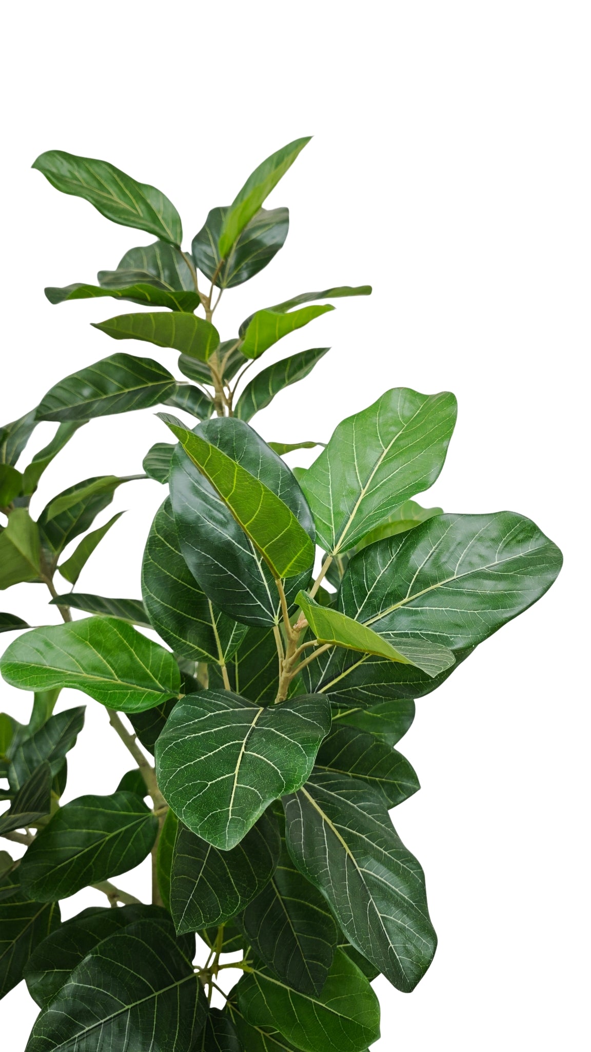 Pre-order Ficus Audrey 205cm Deluxe