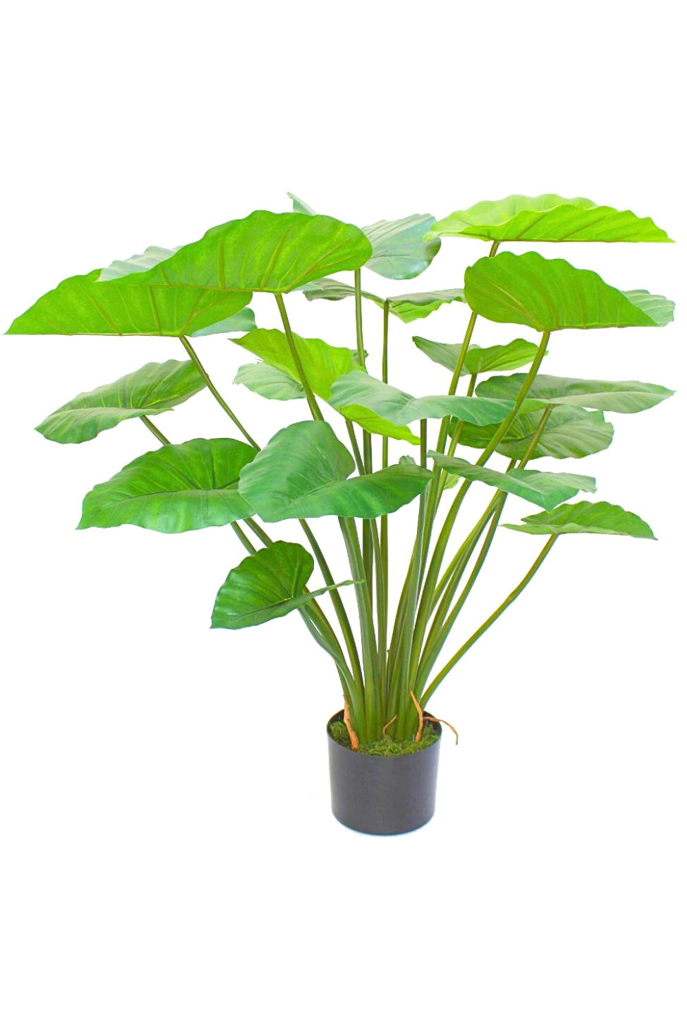 Alocasia Kunstplant 100cm