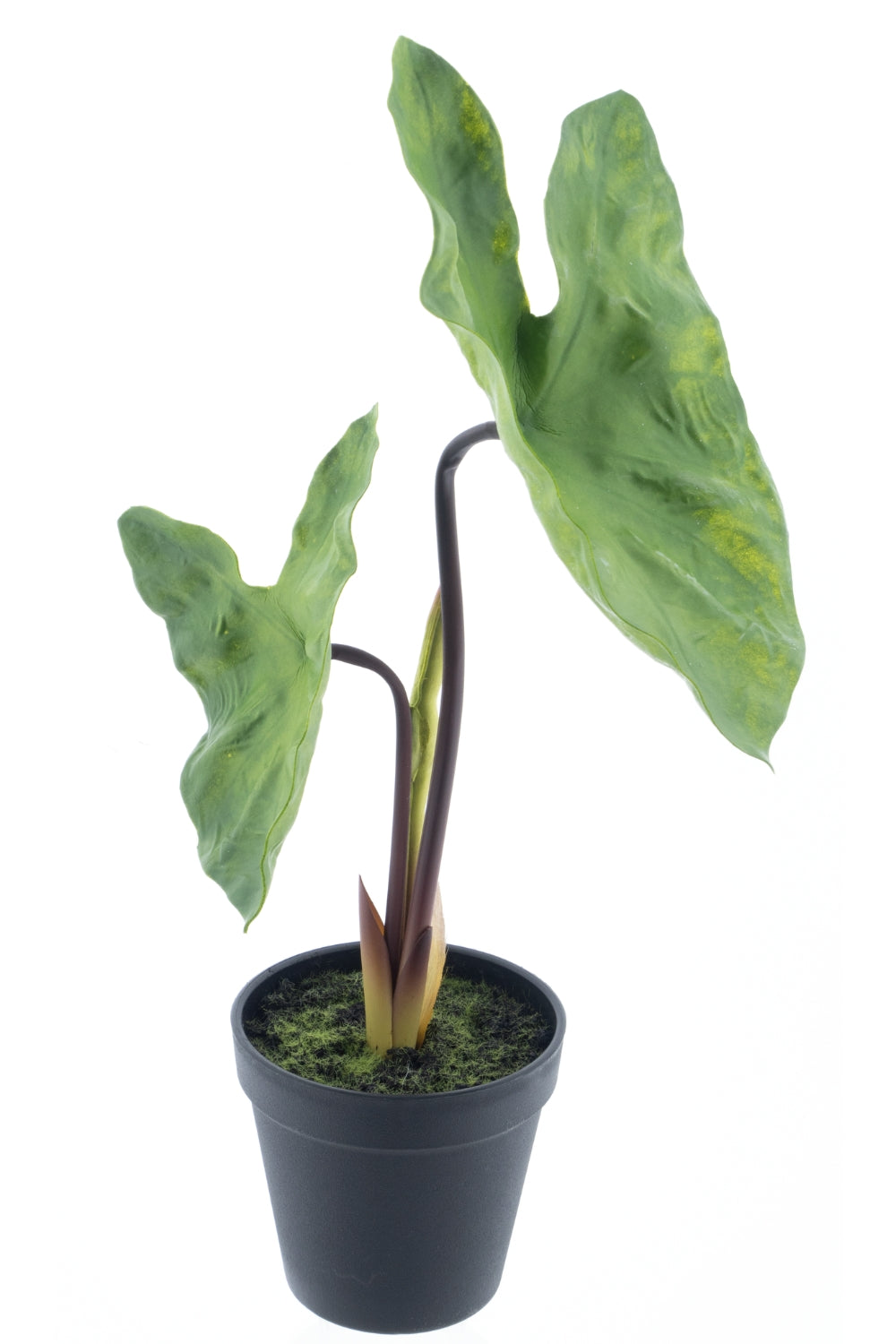 Alocasia Kunstplant 40cm UV