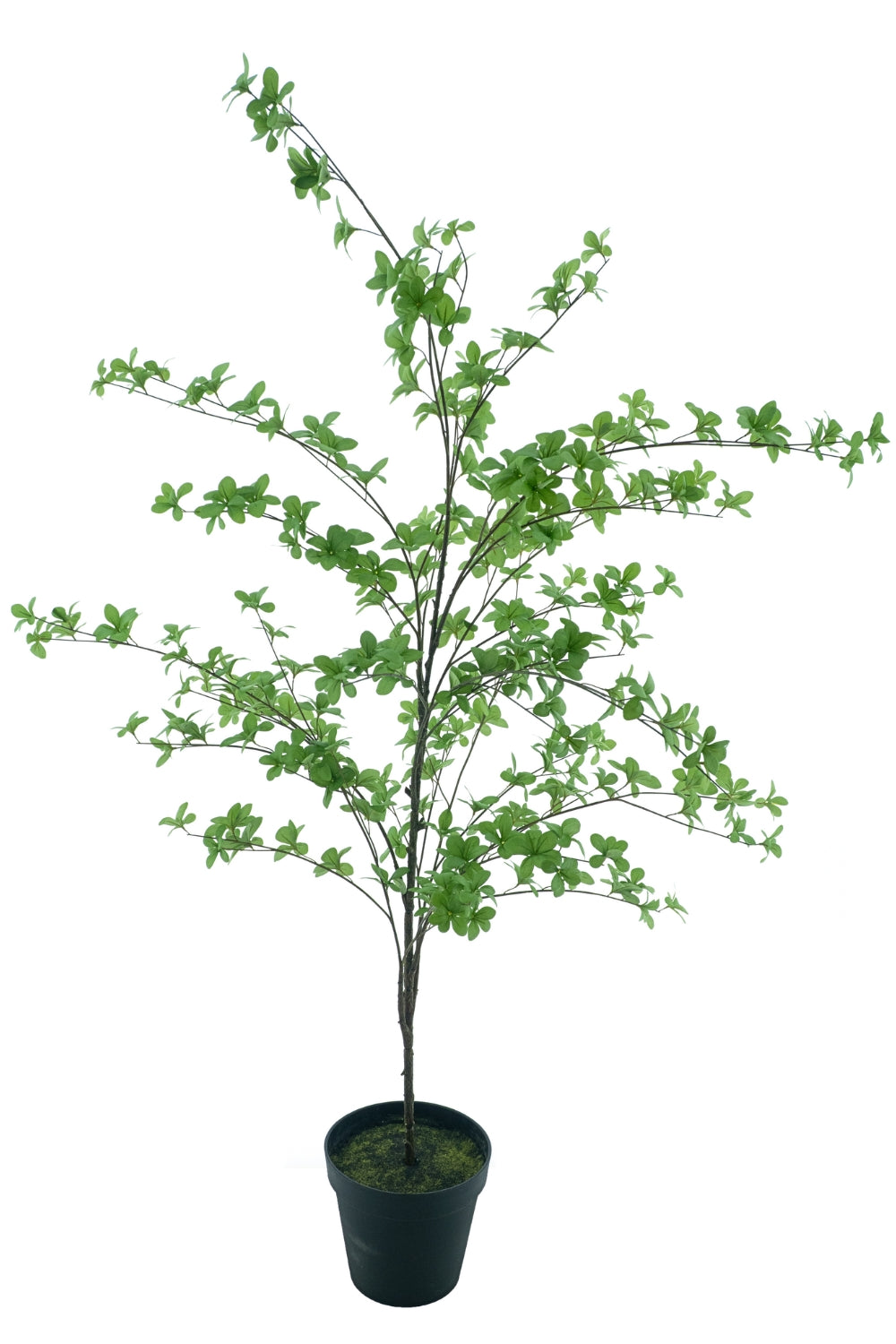 Bucida Kunstboom 170cm