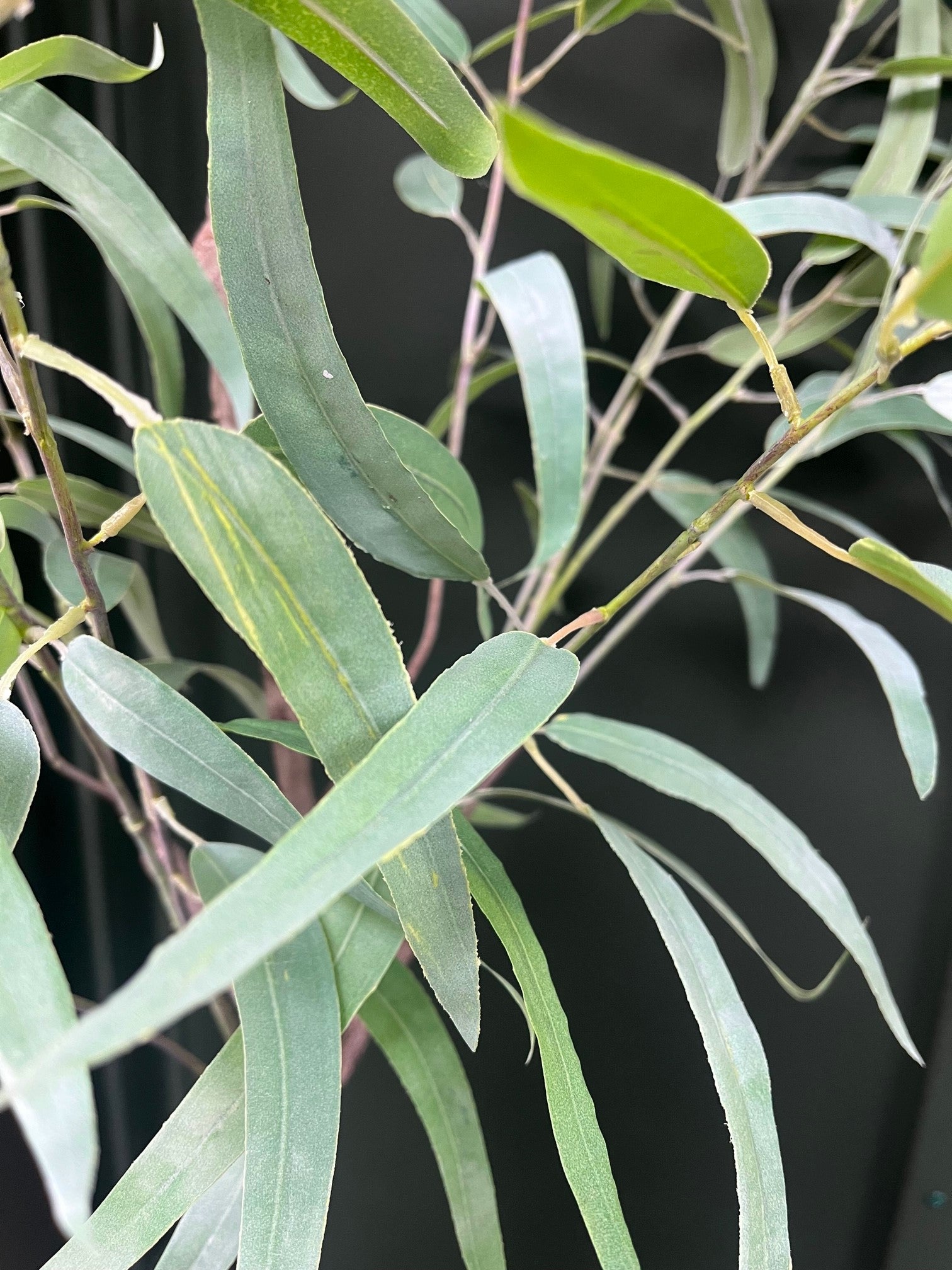 Eucalyptus Kunstplant 2 175cm