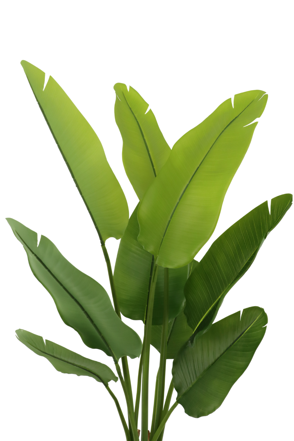 Bladeren strelitzia kunstplant 120cm