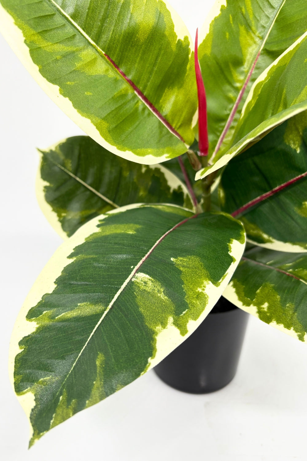 Ficus Elastica Kunstplant 30cm