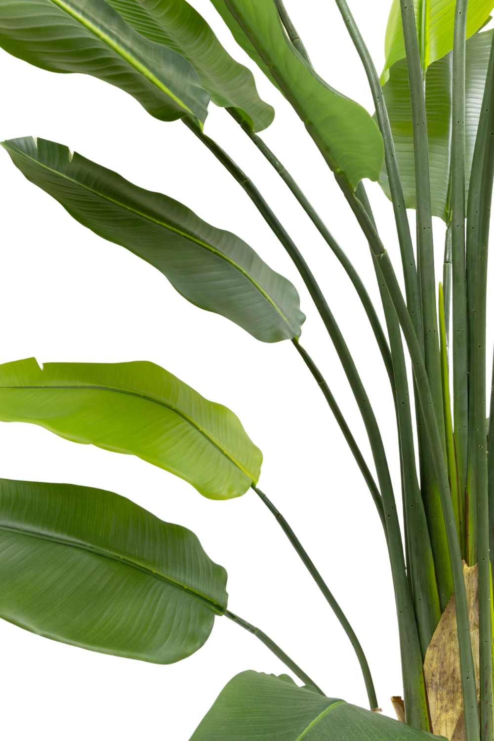bladeren strelitzia kunstplant 210cm