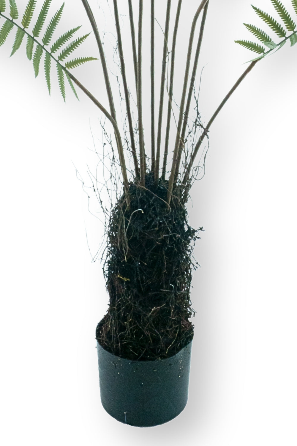 Kunst Palmvaren 150cm