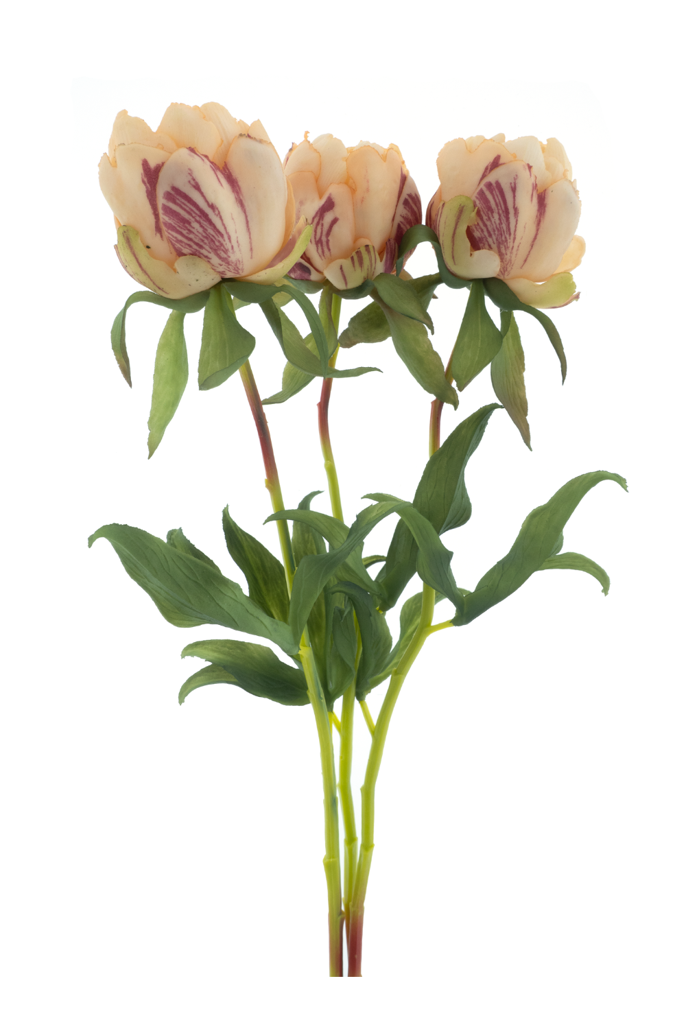 Pioenroos Bundel 3st. Perzik 48cm