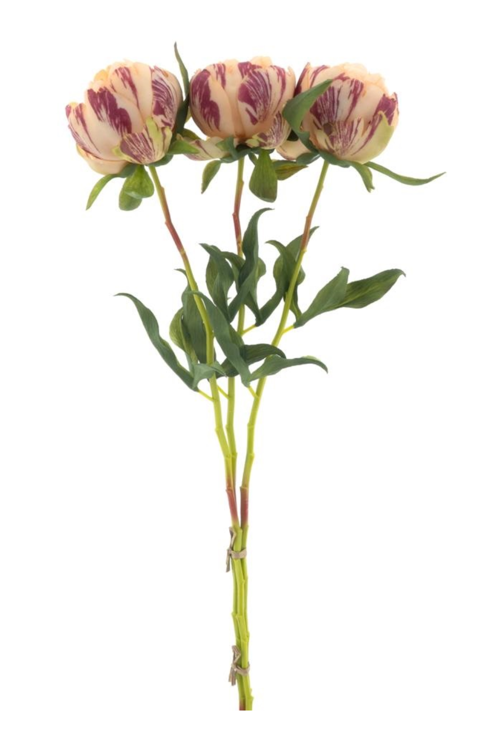 Pioenroos Bundel 3st. Perzik 63cm