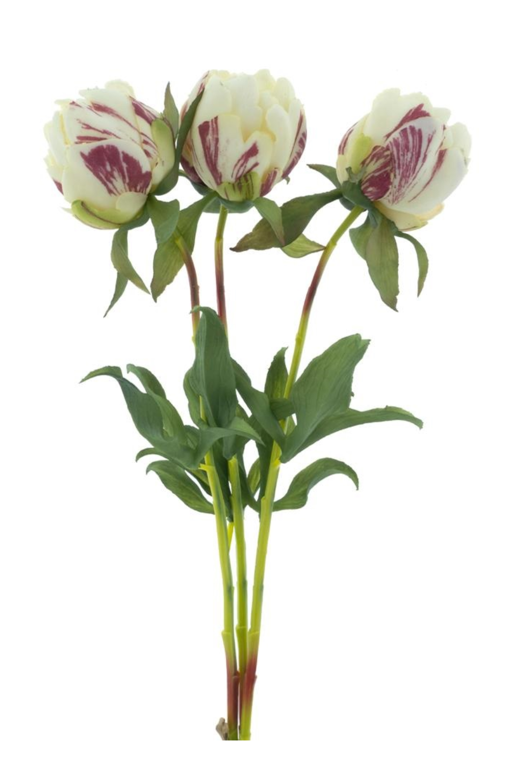 Pioenroos Bundel 3st. Creme 48cm