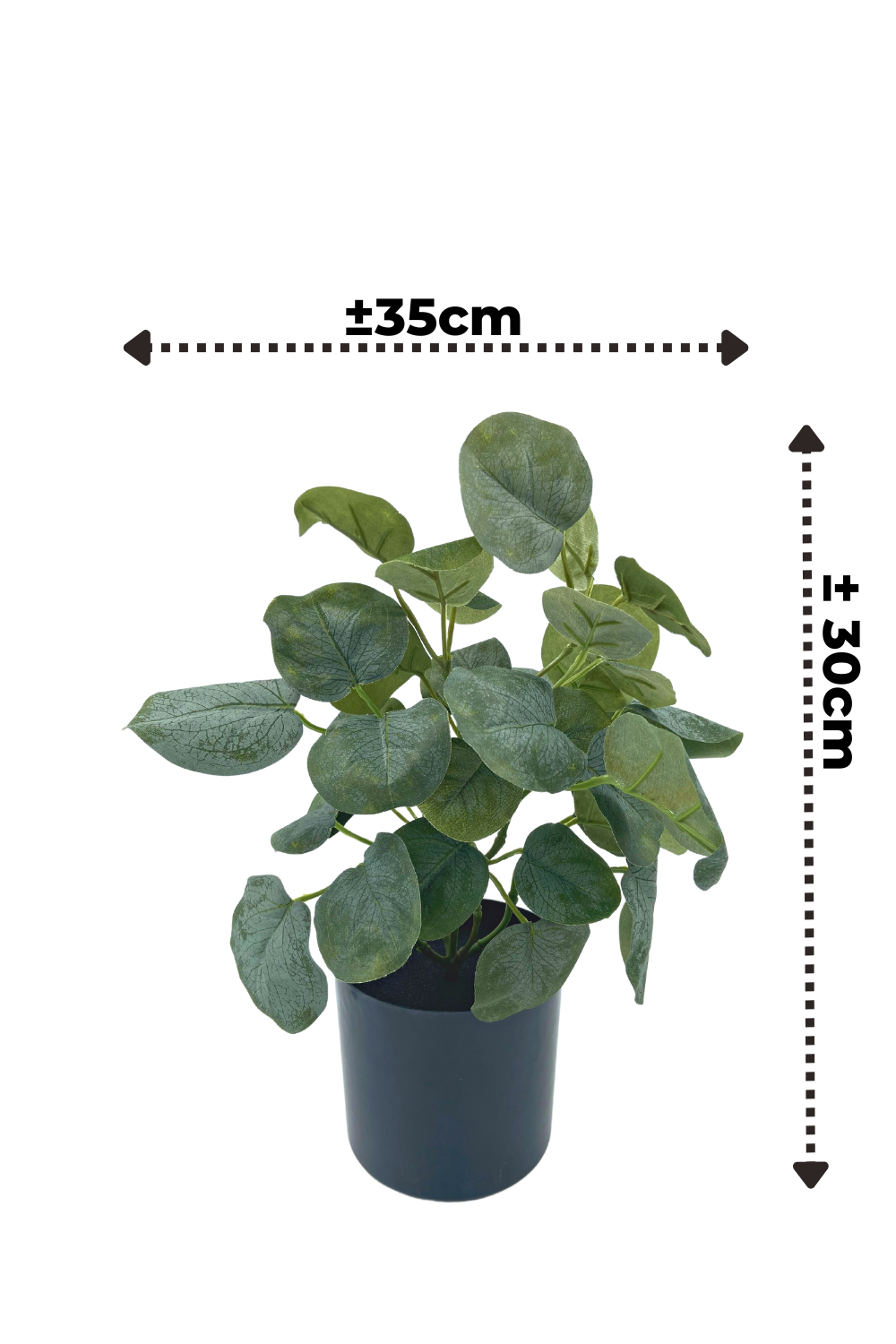 Polyscias Kunstplant 30cm