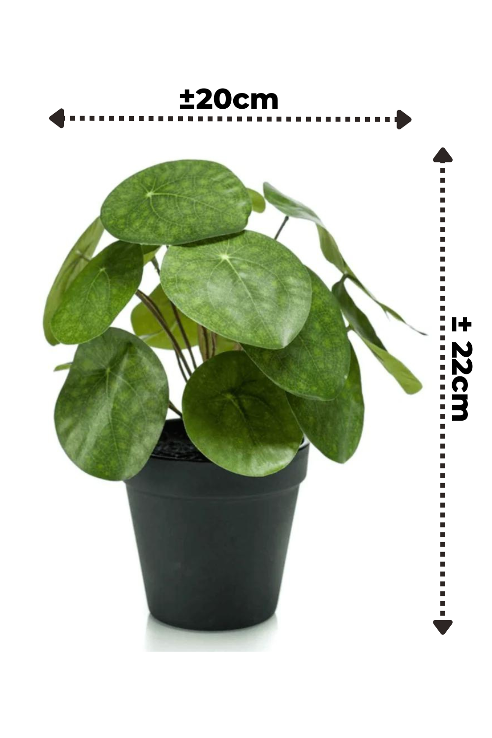 Kunst Pannekoekenplant 22cm