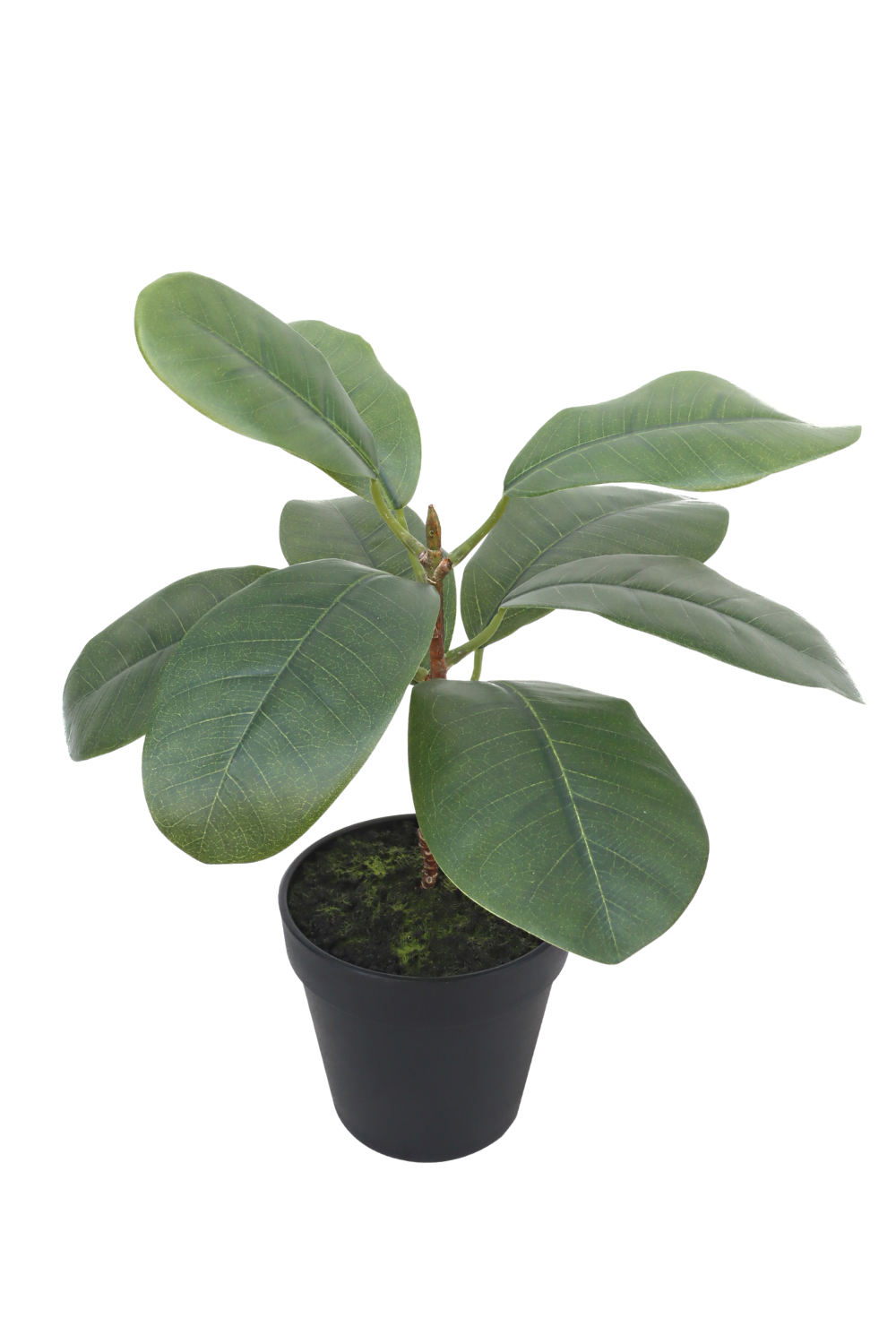 Ficus Kunstplant 35cm