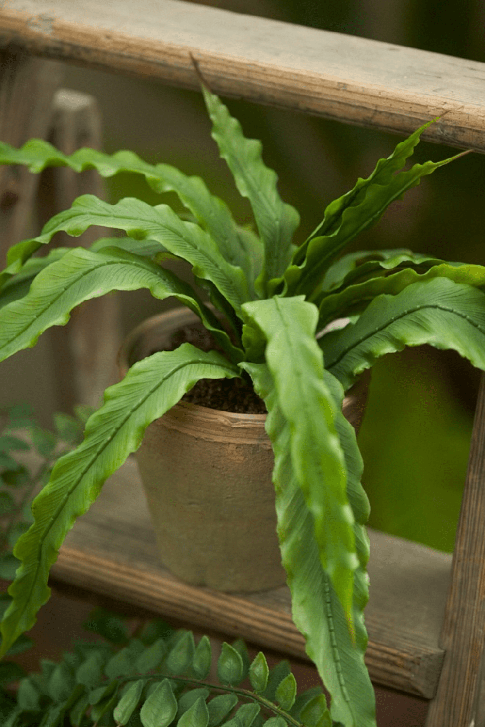 sfeerbeeld Kunst Varen Asplenium 30cm