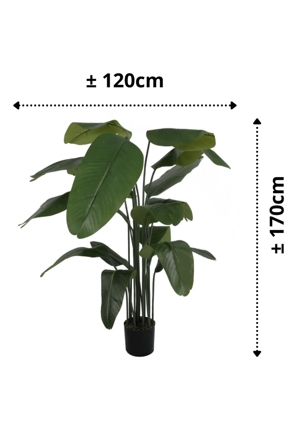 afmetingen Kunst Bananenplant Serie A 170cm
