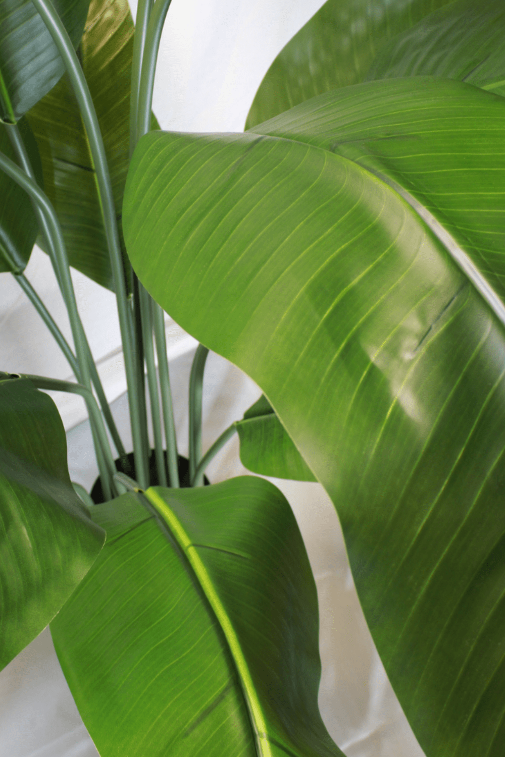 bovenaanzicht Kunst Bananenplant Serie A 170cm