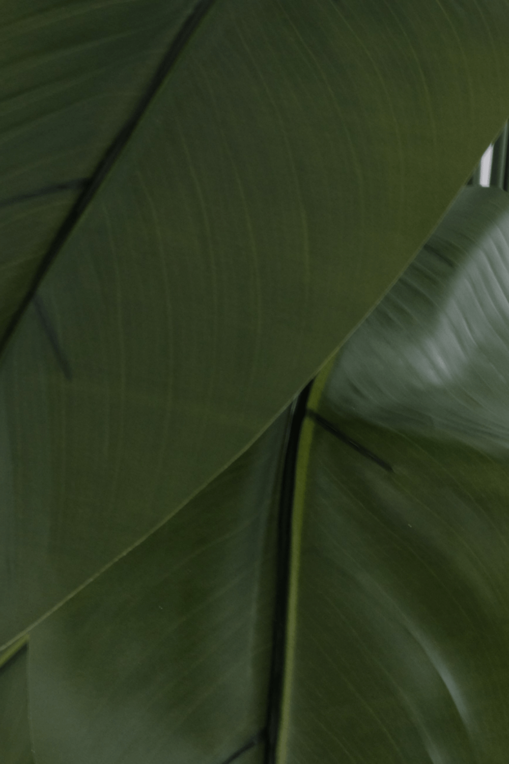blad Kunst Bananenplant Serie A 170cm