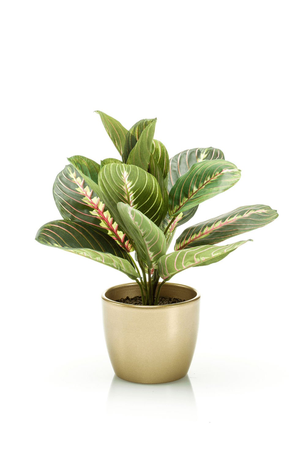 Kunst Maranta Bush 30cm