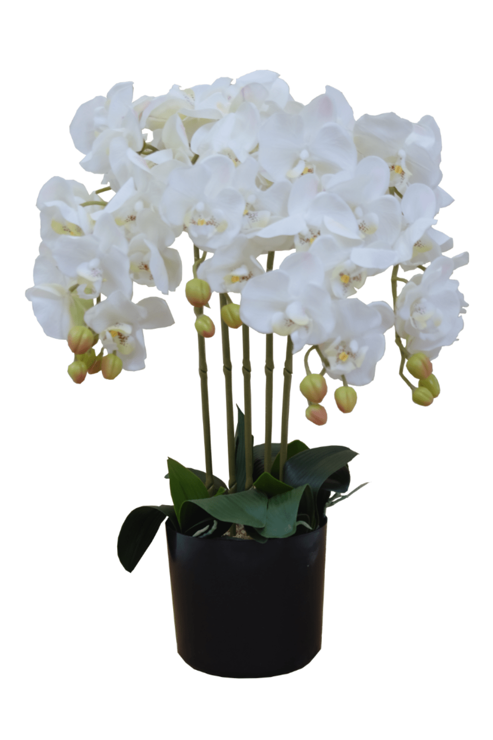 Leaf Design UK Realistische Kunstmatige Orchidee Bloem Display in Pot, Wit, 60cm