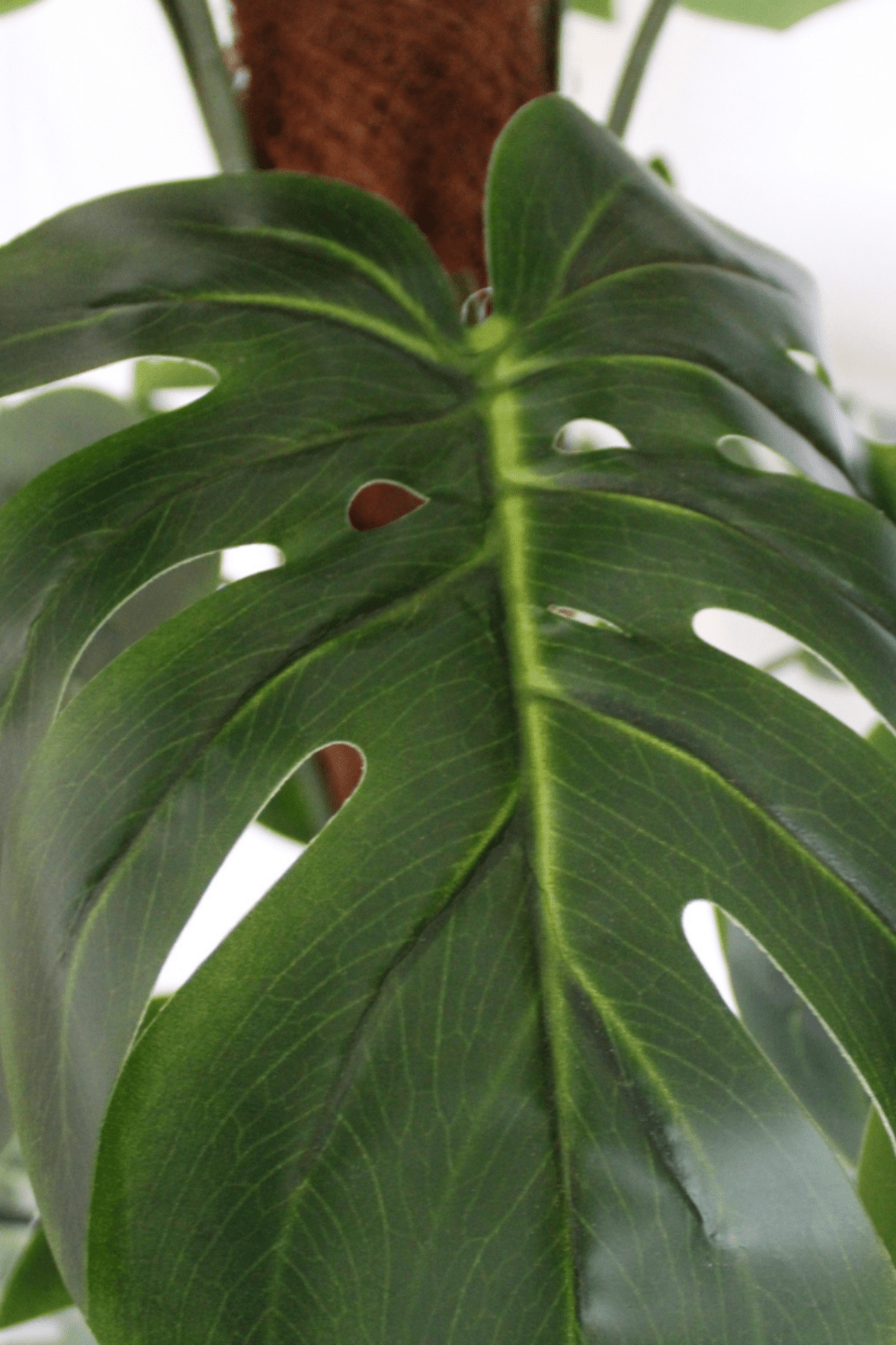 blad Monstera Kunstplant 150cm