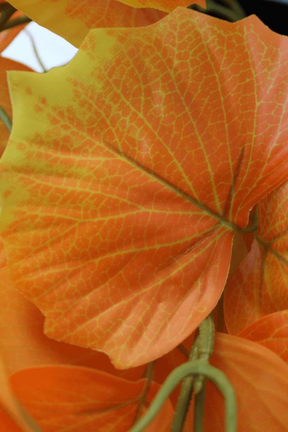 blad Oranje Kunst Hangplant