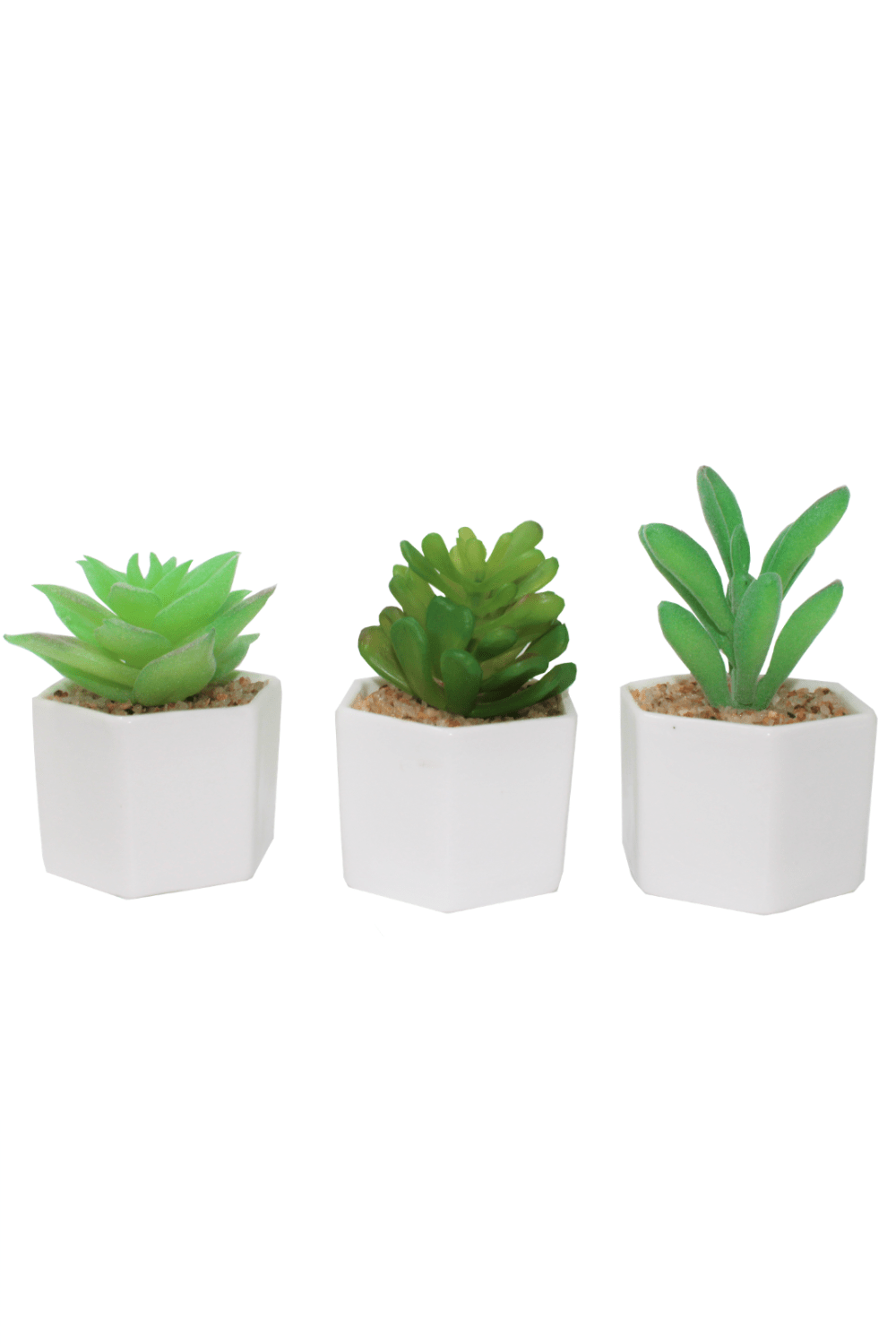 Vetplant Succulent Assorti C