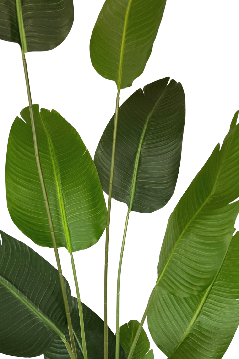 bladeren Strelitzia Kunstplant 240cm