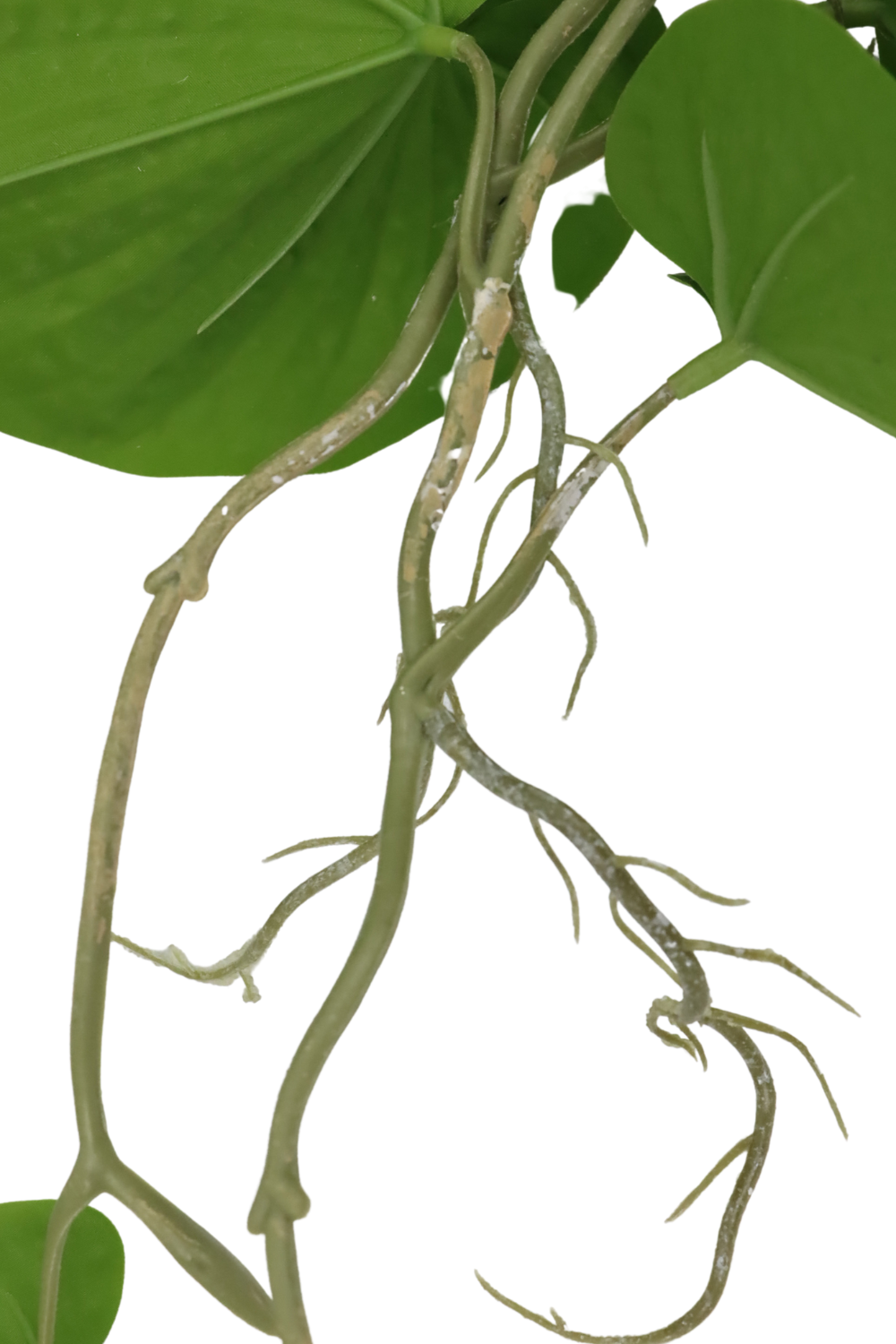 wortels Neocheiropteres Kunst hangplant 80cm