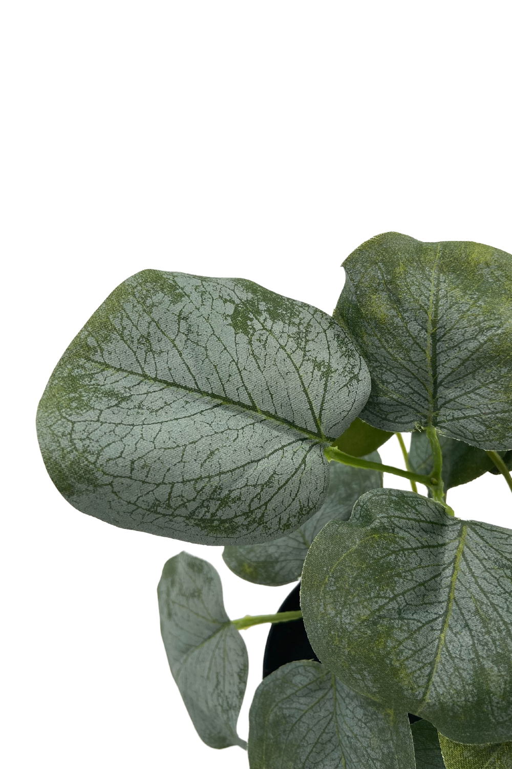 Polyscias Kunstplant 30cm