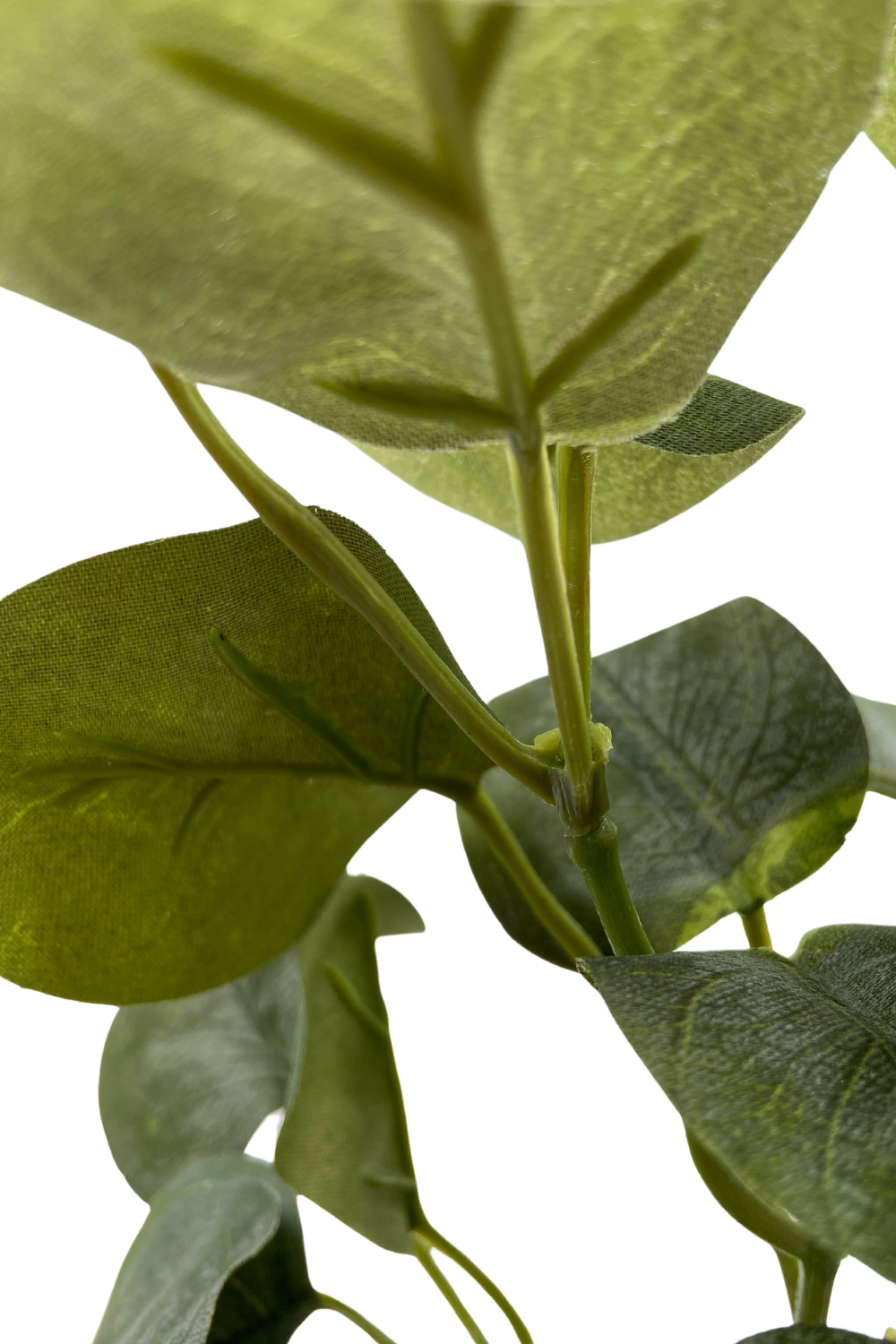 Polyscias Kunstplant 30cm