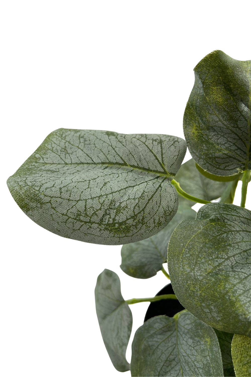 Polyscias Kunstplant 30cm