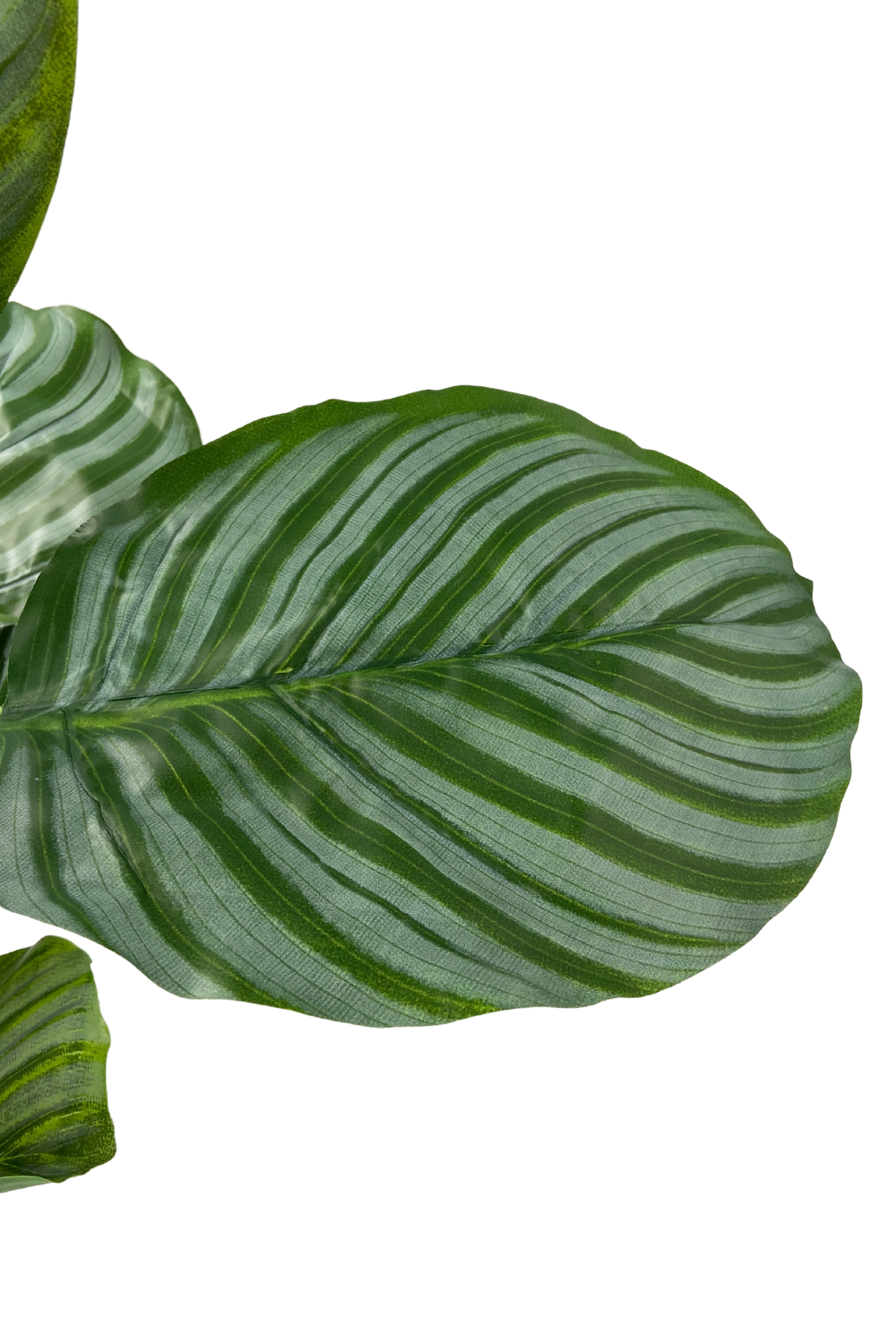 Calathea Kunstplant 60cm