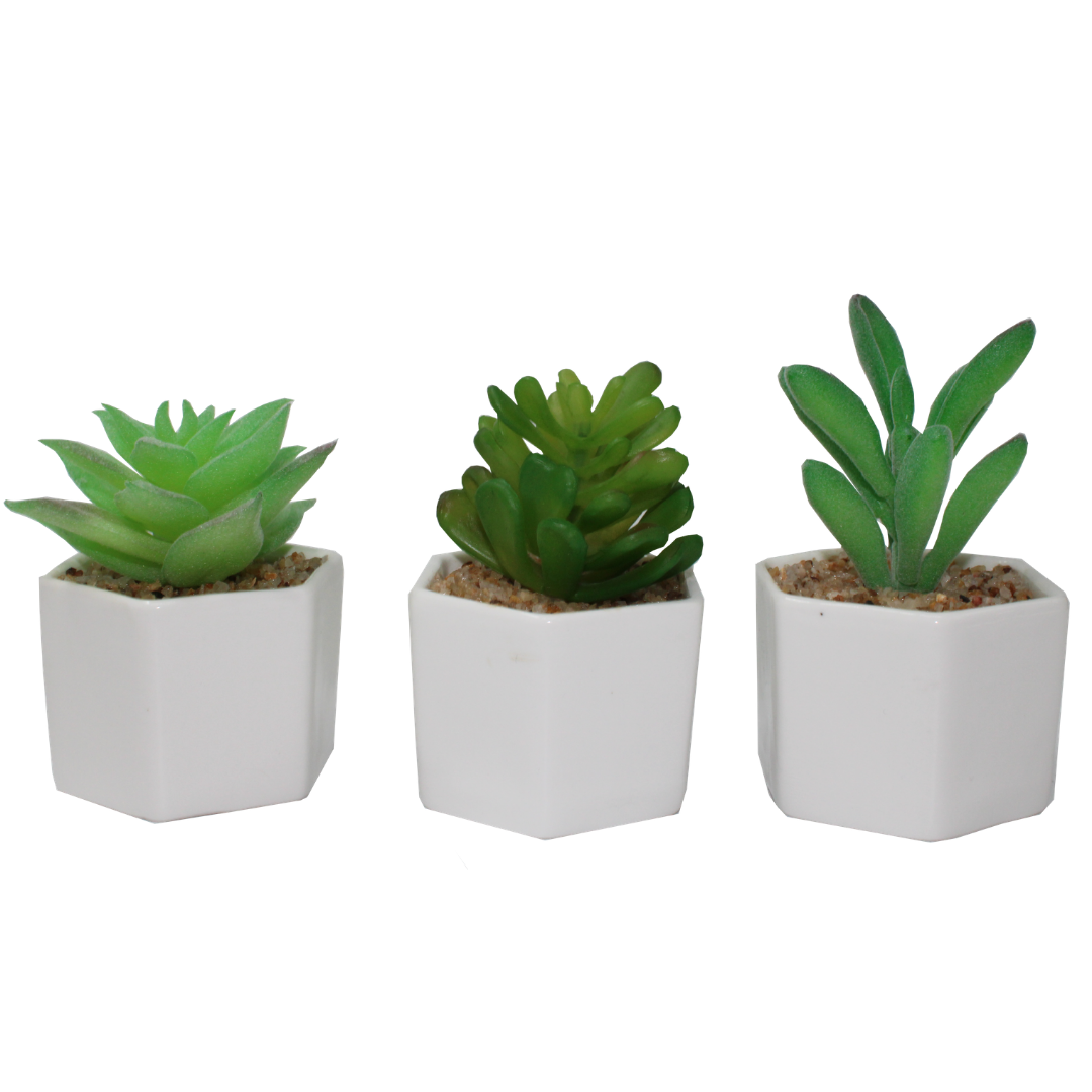 De leukste kunstplanten cadeaubon van Nederland. Bekijk hier alle mogelijkheden voor een kunstplanten cadeaubon.