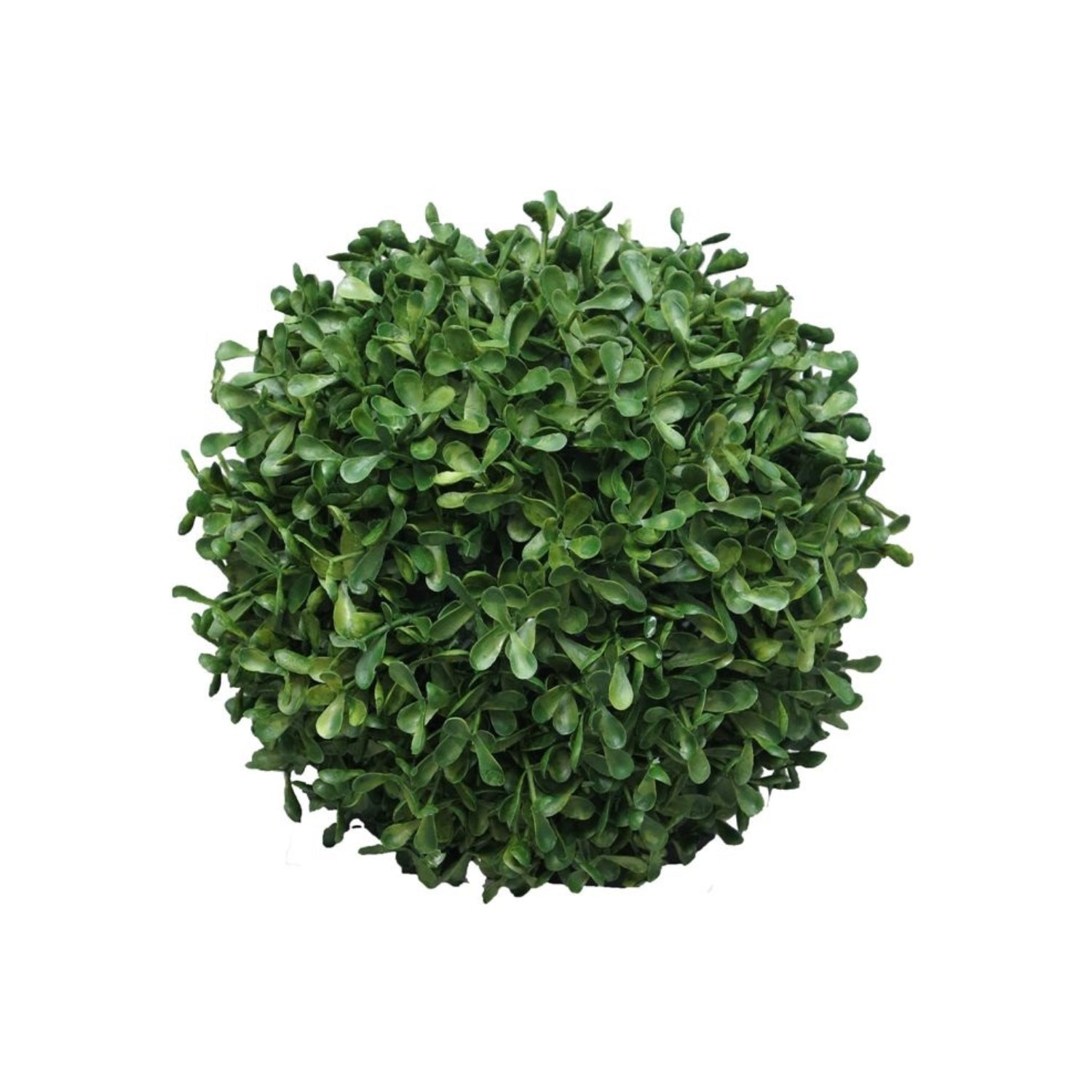 Kunst Buxus