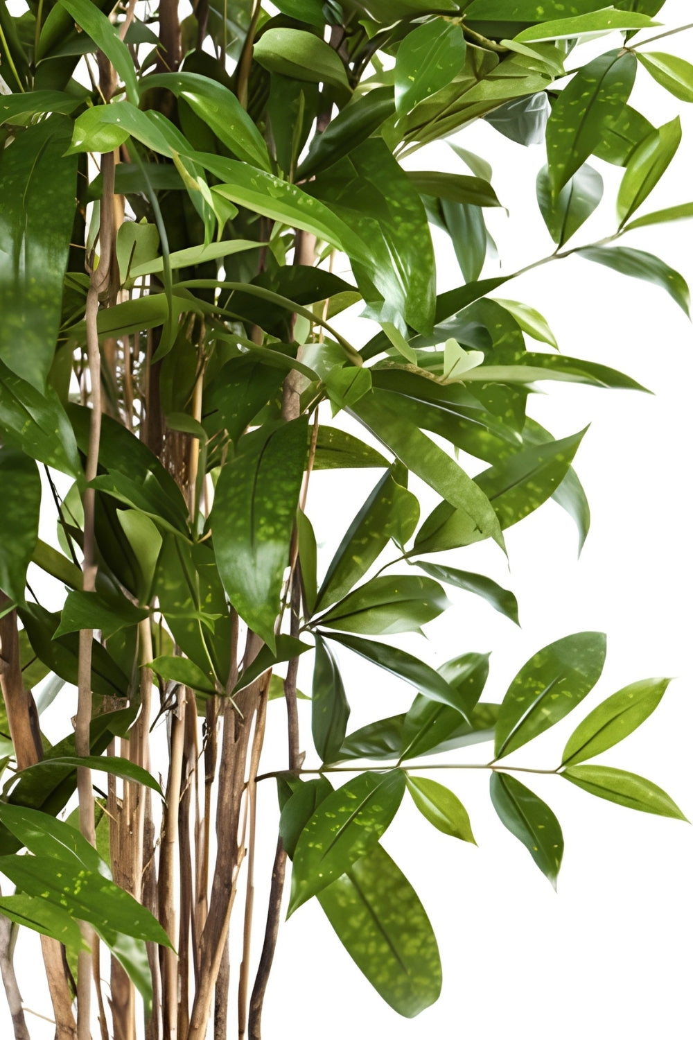 Dracaena Surculosa Kunstplant 120cm