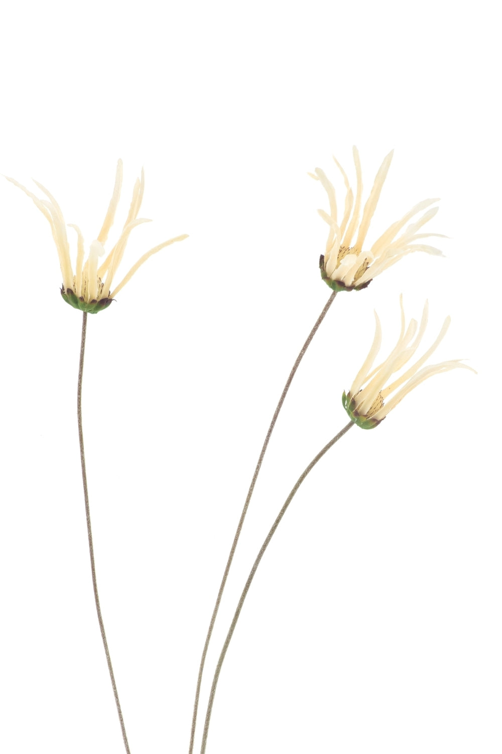 Echinacae Kunstbloem creme 105cm