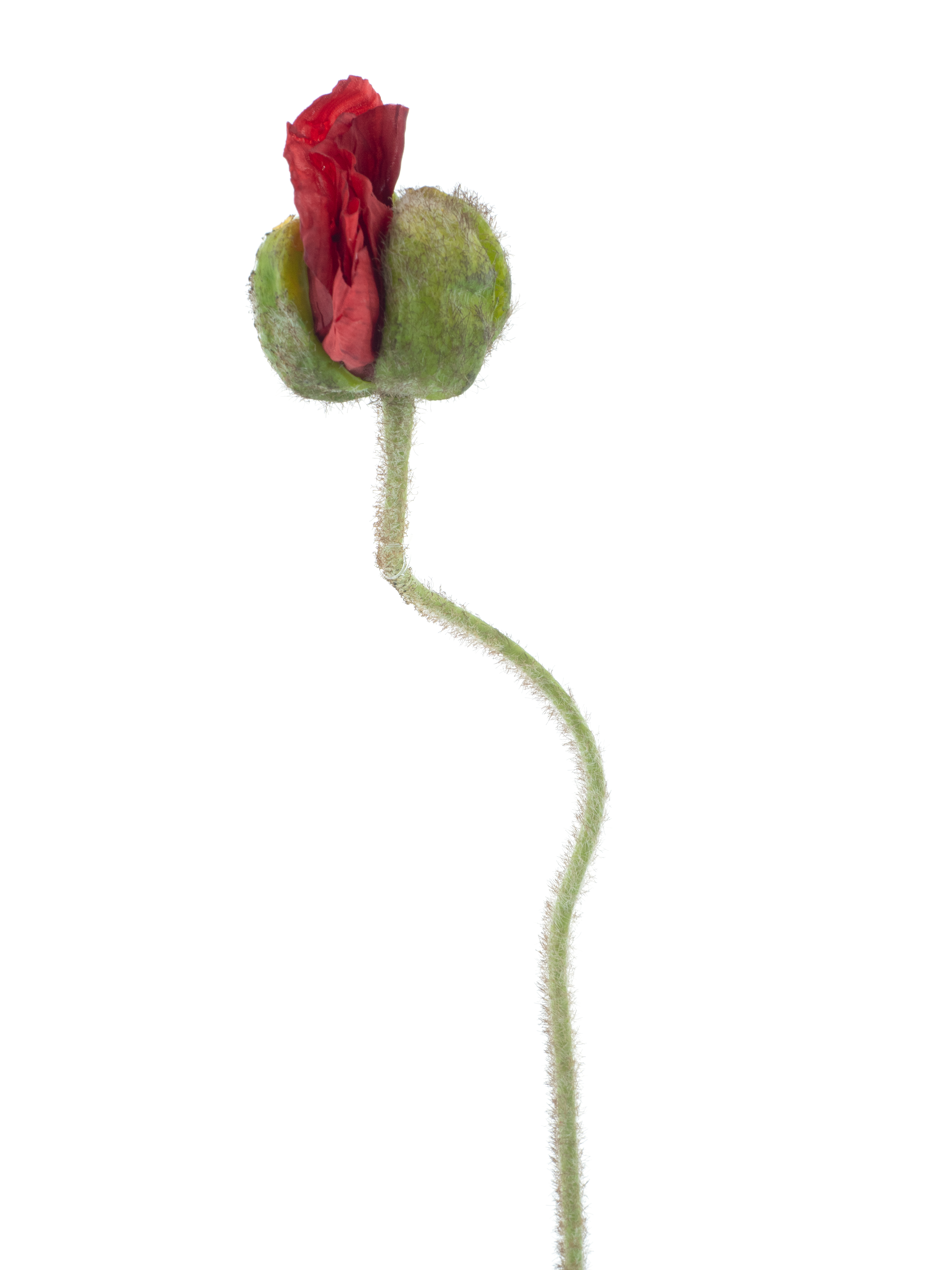 Kunst Klaproos  69cm