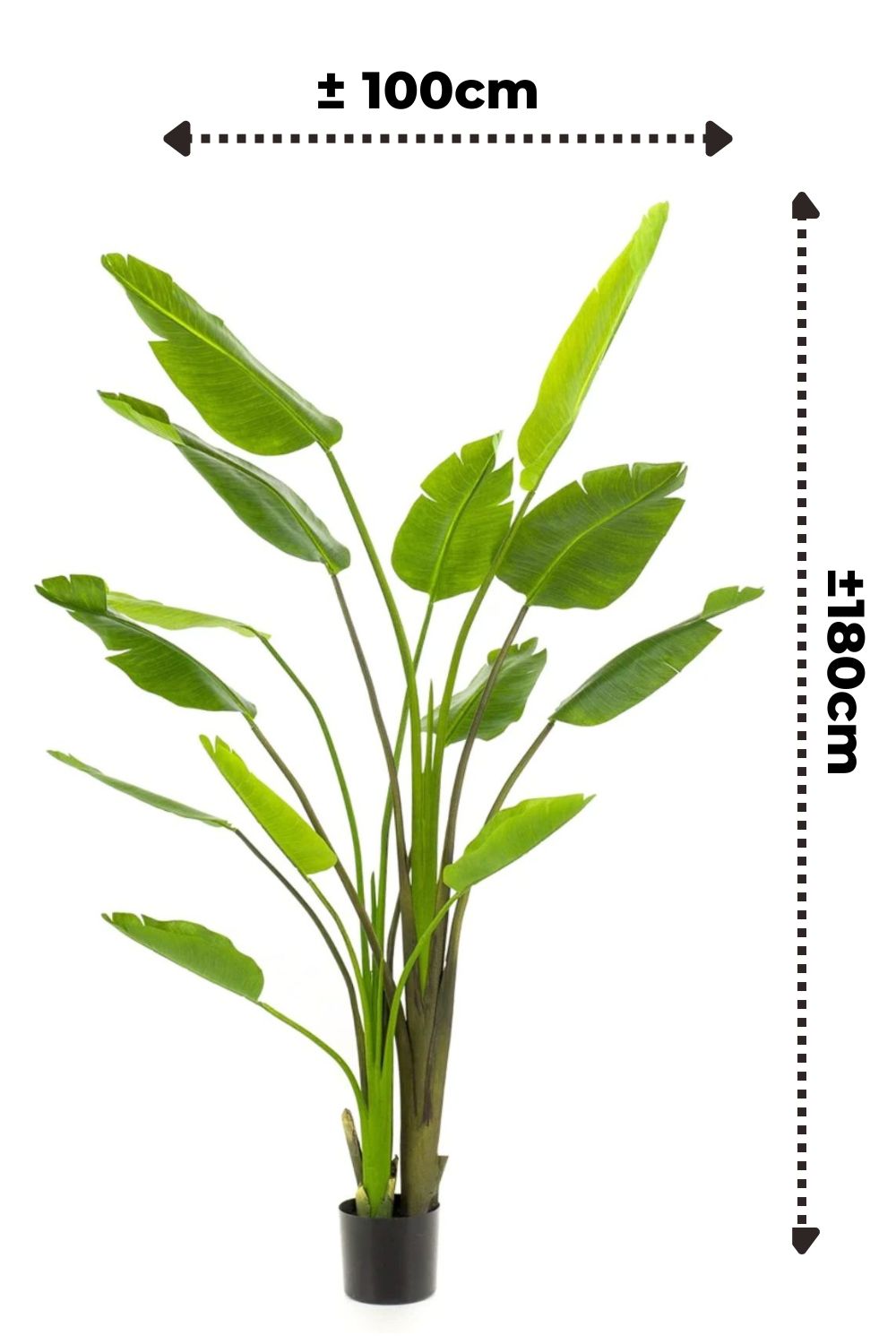 Strelitzia Kunstplant 180cm