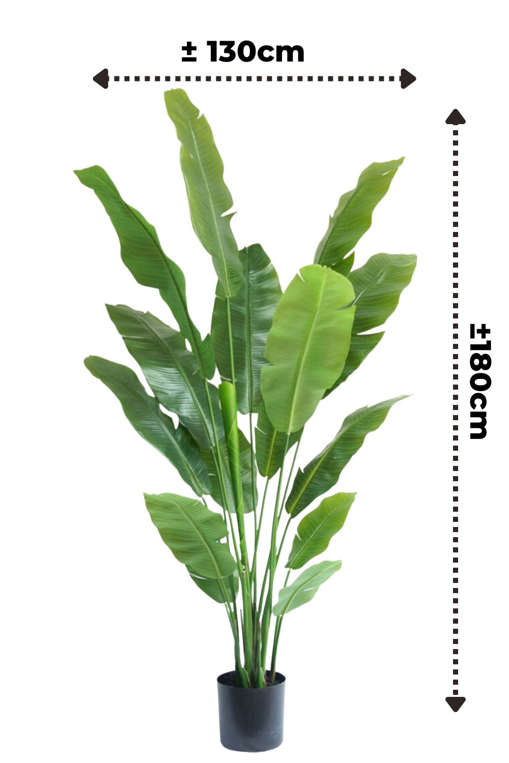 afmetingen strelitzia kunstplanten 180cm