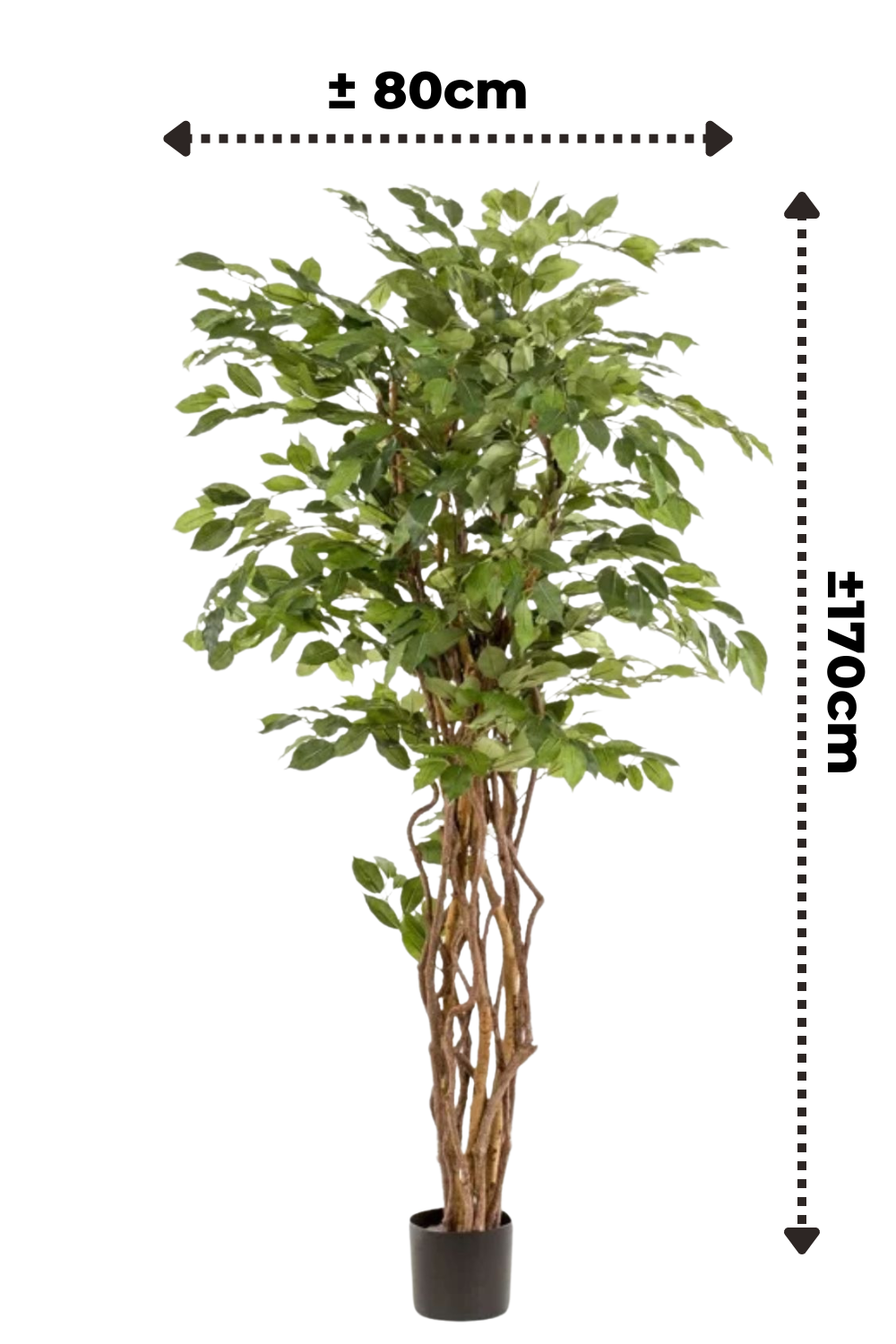 Afmetingen Ficus Liana Kunstplant 170cm