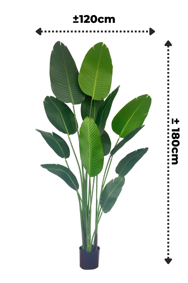 Afmetingen Strelitzia kunstplant 180cm