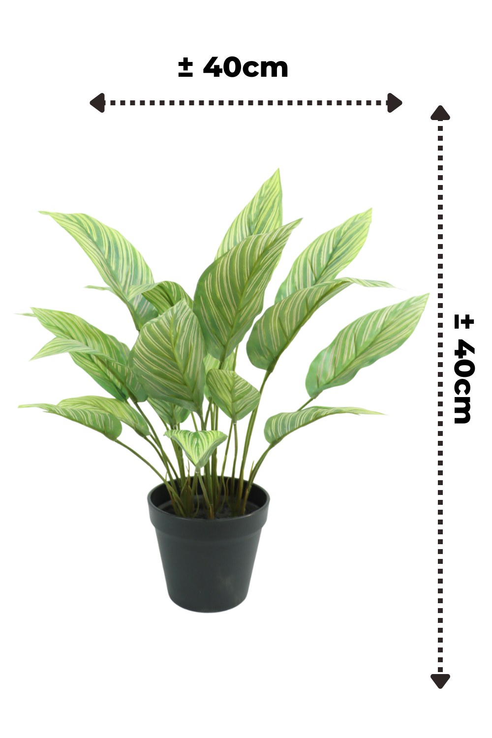 Afmetingen maranta kunstplant 40cm
