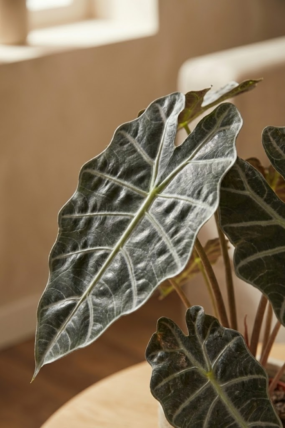 Alocasia Kunstplant 40cm