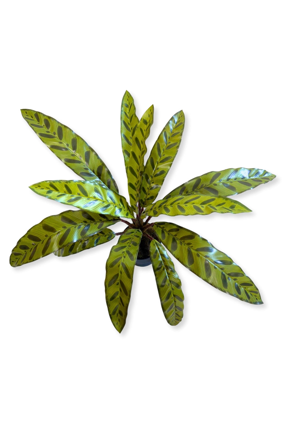 Calathea Kunstplant 45cm